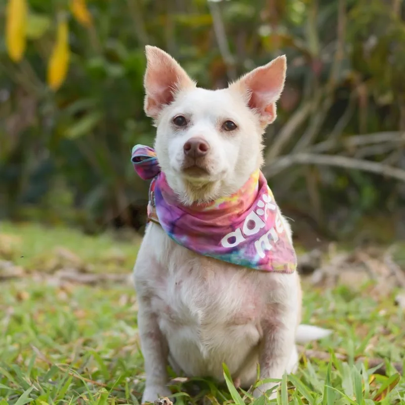 Tortilla thumbnail 4