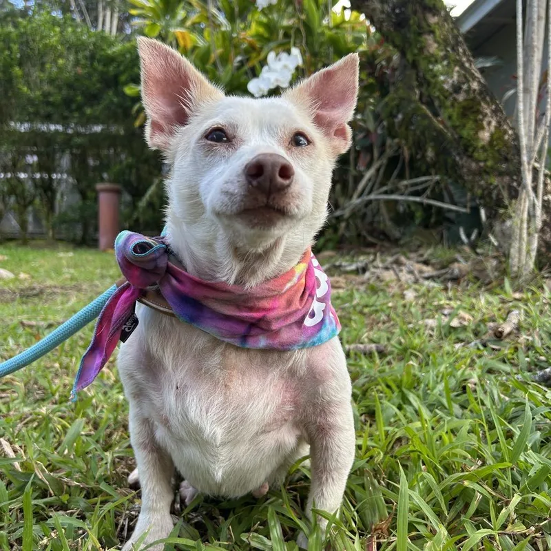 Tortilla thumbnail 5