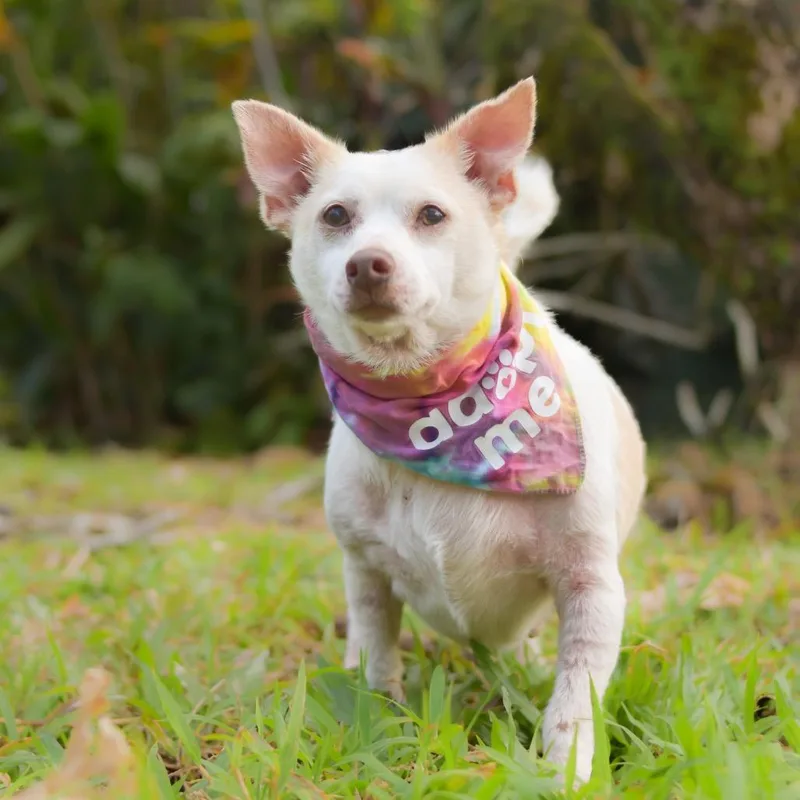 Tortilla thumbnail 6