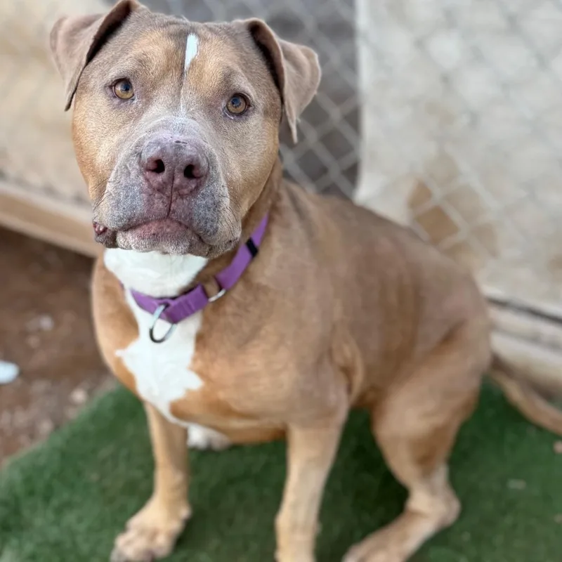 Honey Bee thumbnail 2