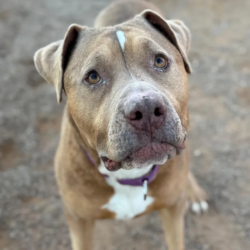 Honey Bee thumbnail 3