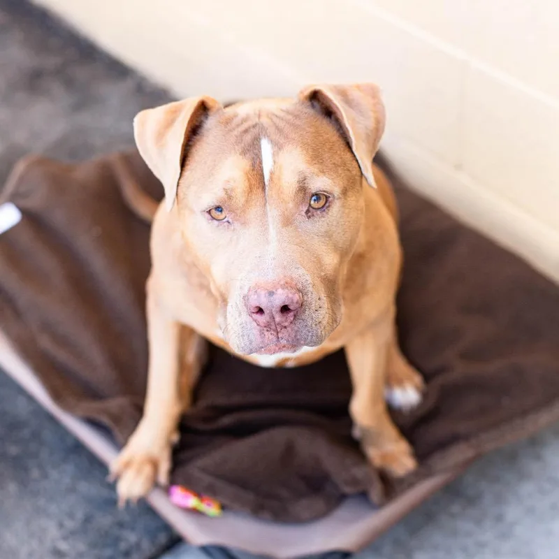 Honey Bee thumbnail 4