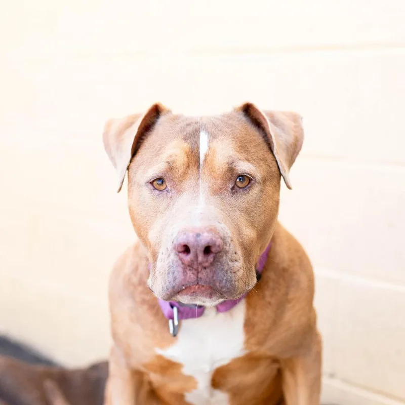 Honey Bee thumbnail 5