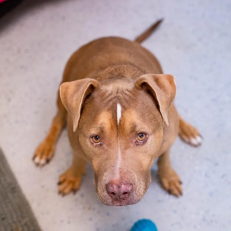 Honey Bee thumbnail 6