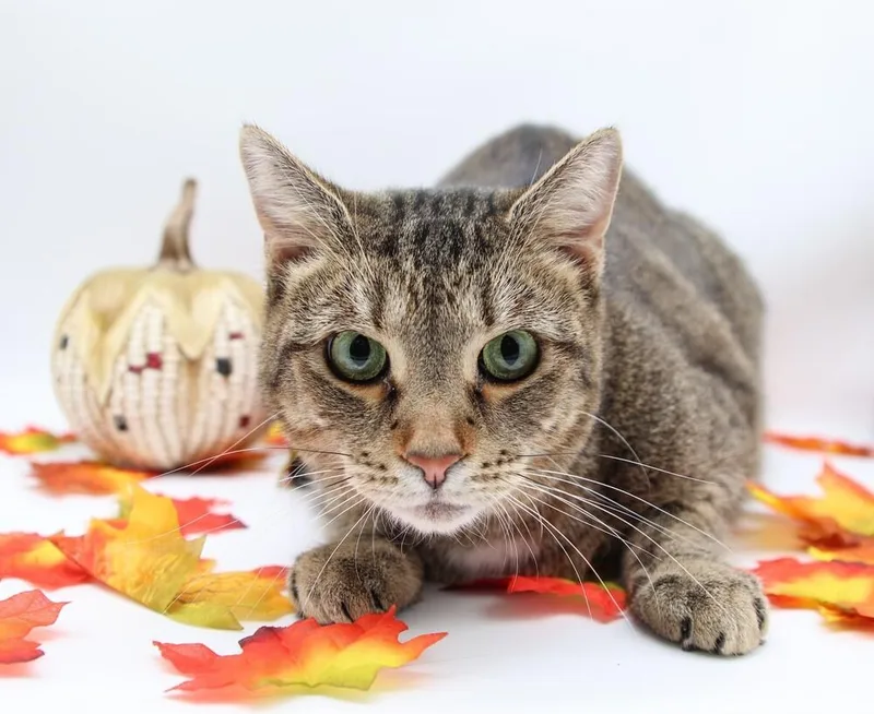 Tito  Mcdreamy thumbnail 2