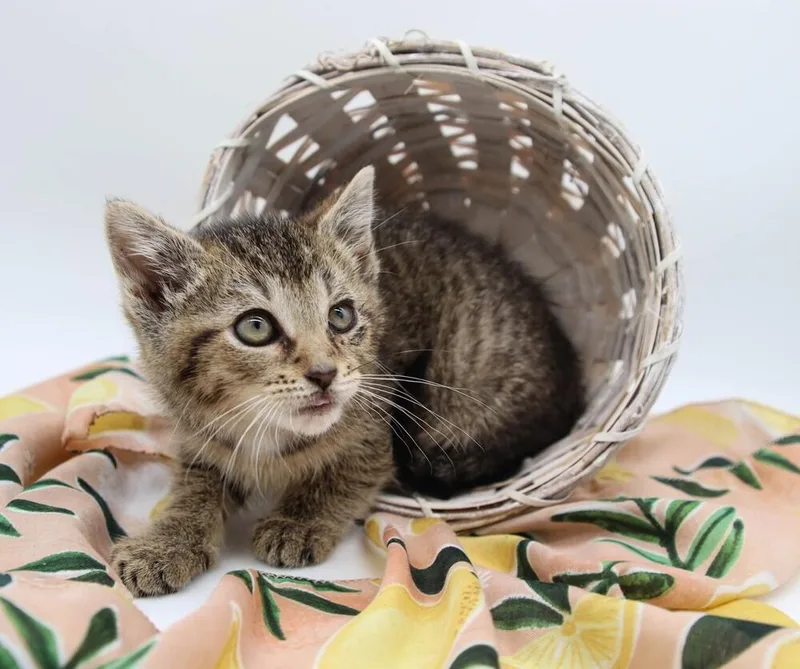 Tito  Mcdreamy thumbnail 4