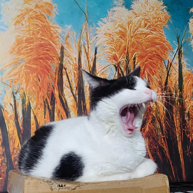 Ellavera The Highaltitude Queen thumbnail 2