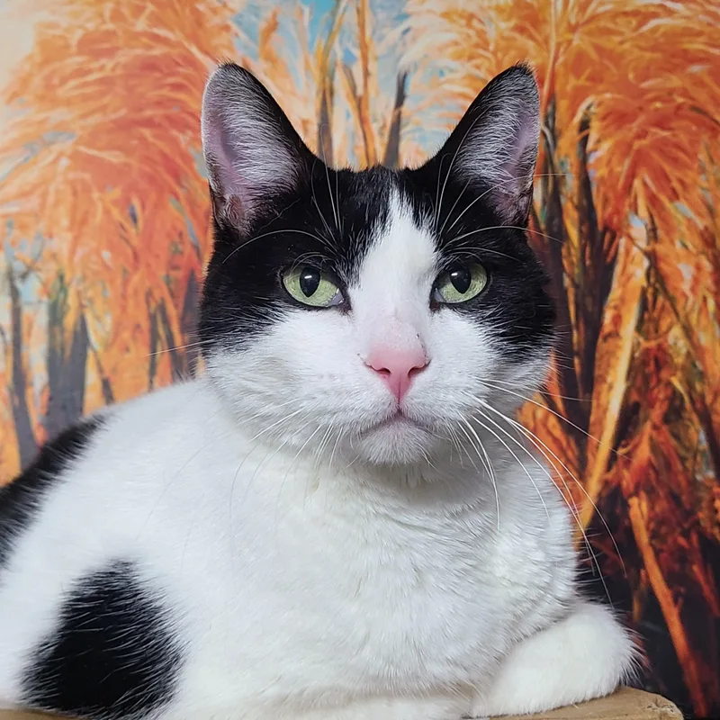 Ellavera The Highaltitude Queen