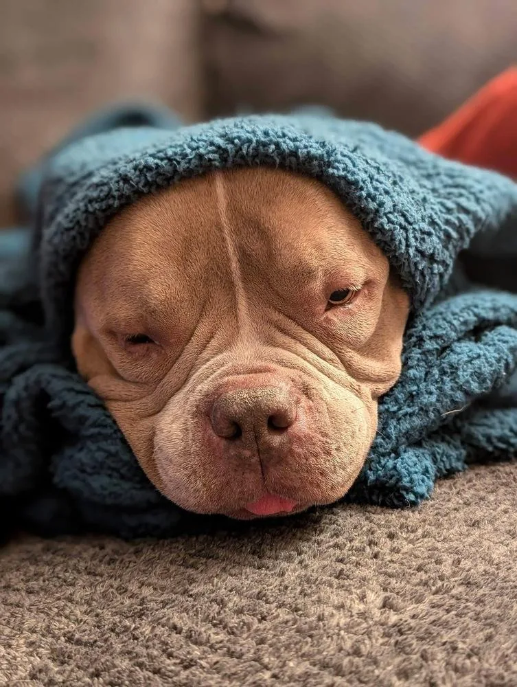 Empanada thumbnail 2