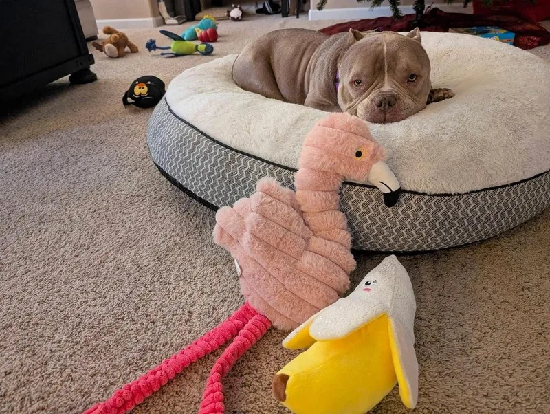 Empanada thumbnail 3