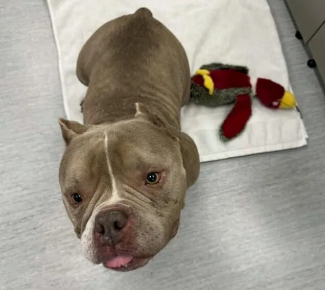 Empanada thumbnail 4