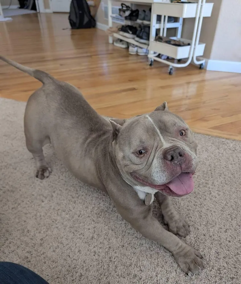 Empanada thumbnail 5