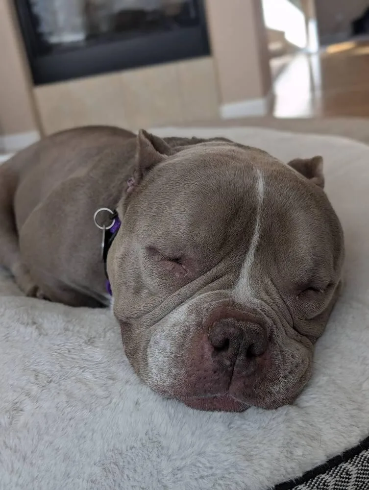 Empanada thumbnail 6