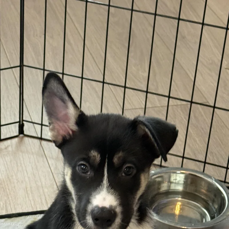 Niles Cheers thumbnail 2