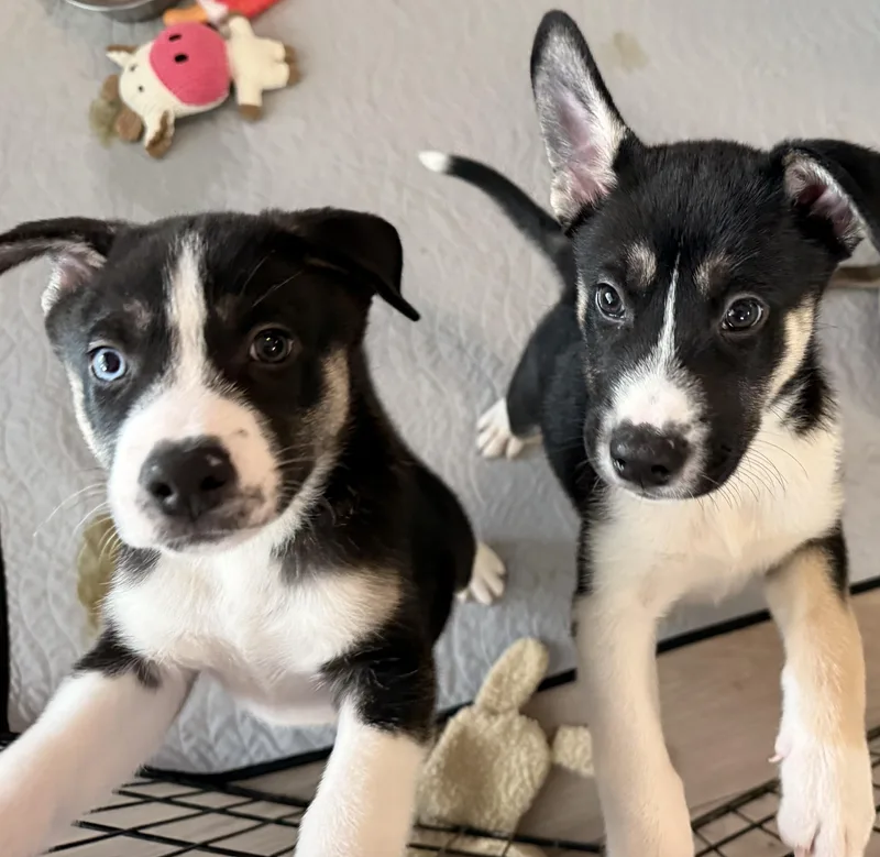 Niles Cheers thumbnail 3