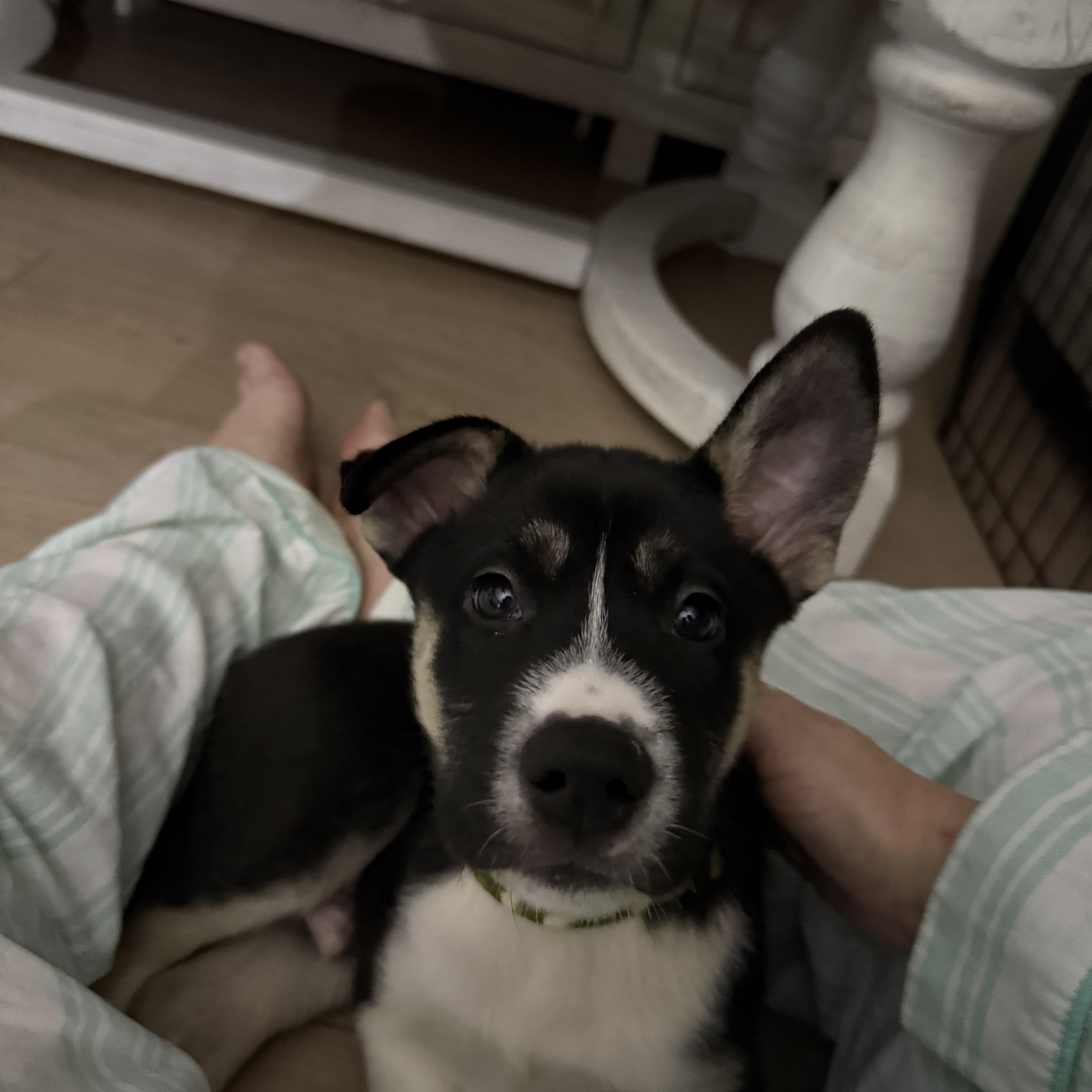 Niles Cheers thumbnail 4