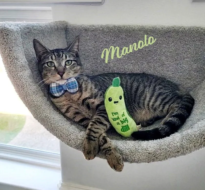 Manolo Meltsinyourarms