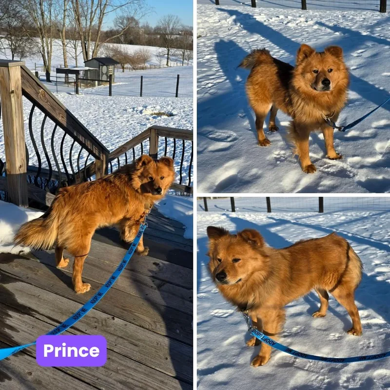 Prince Fka Zeus