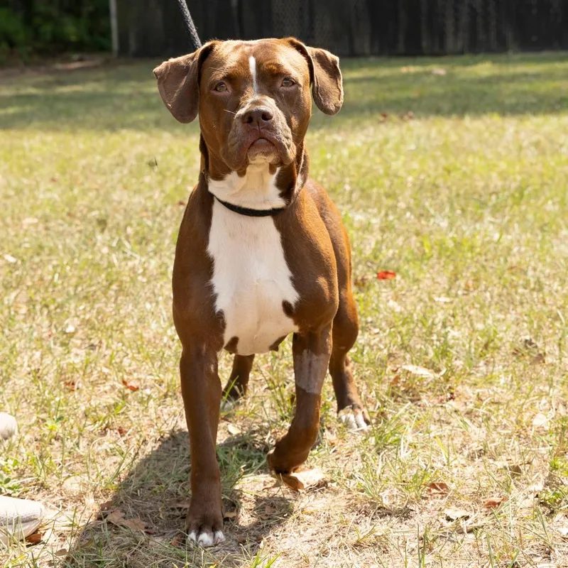 Snickerdoodle thumbnail 3