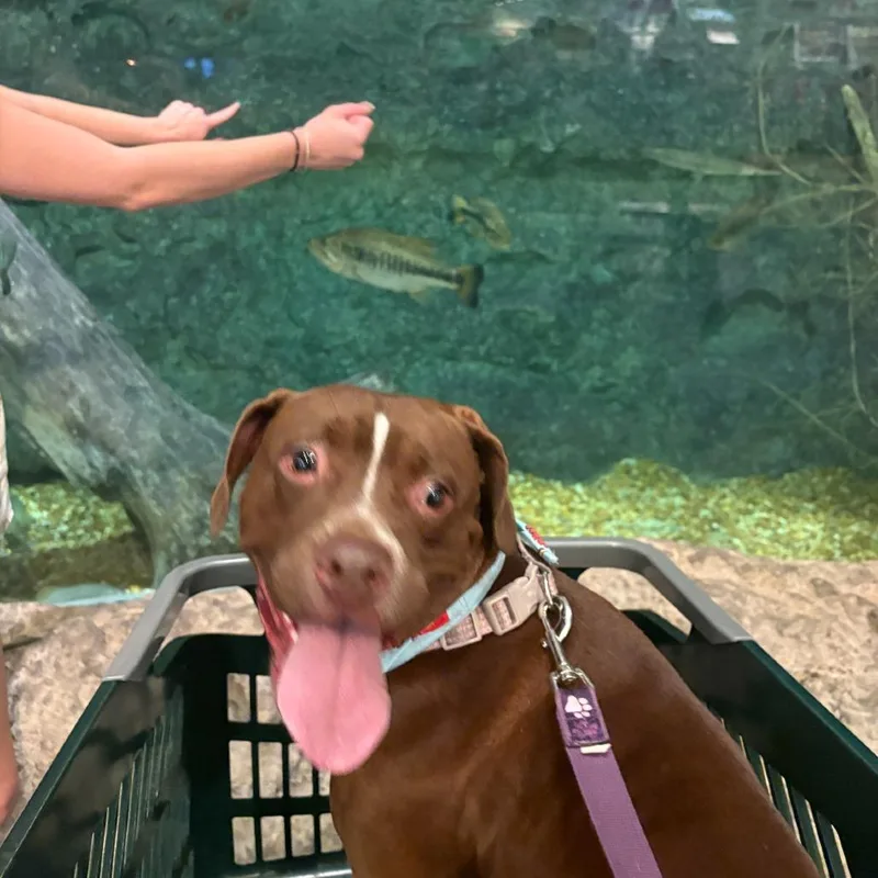 Snickerdoodle thumbnail 4