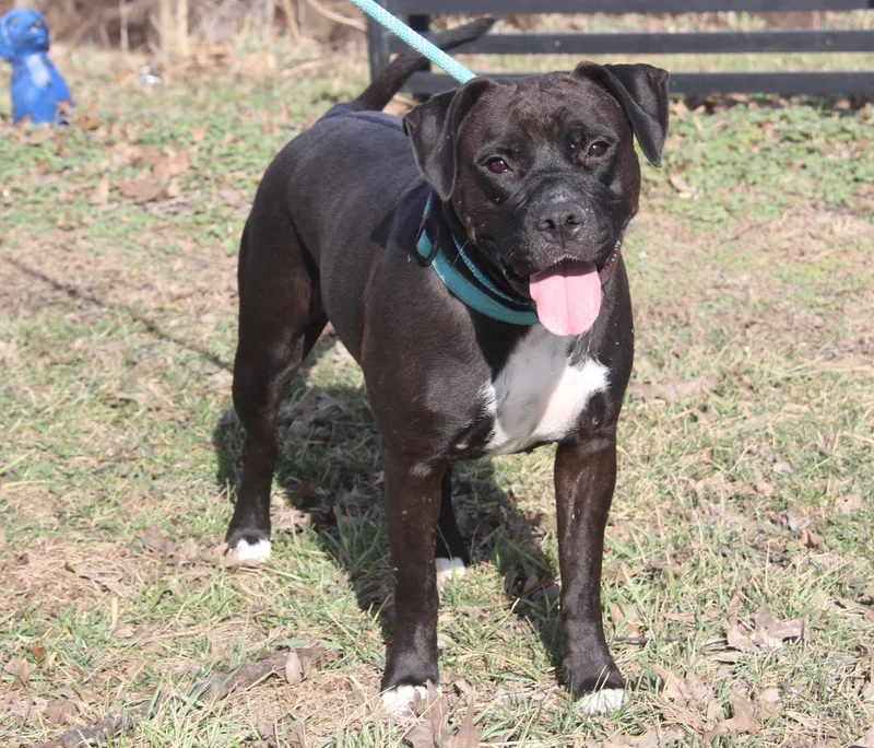 Mavis Aka Cocoa thumbnail 2