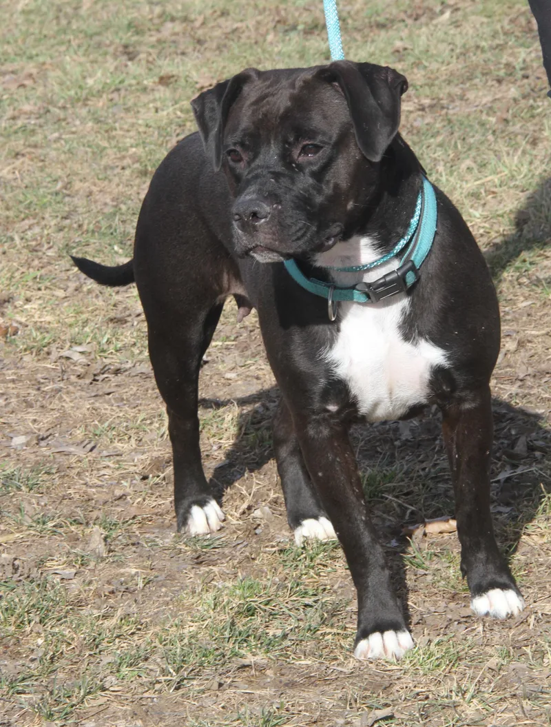 Mavis Aka Cocoa thumbnail 3