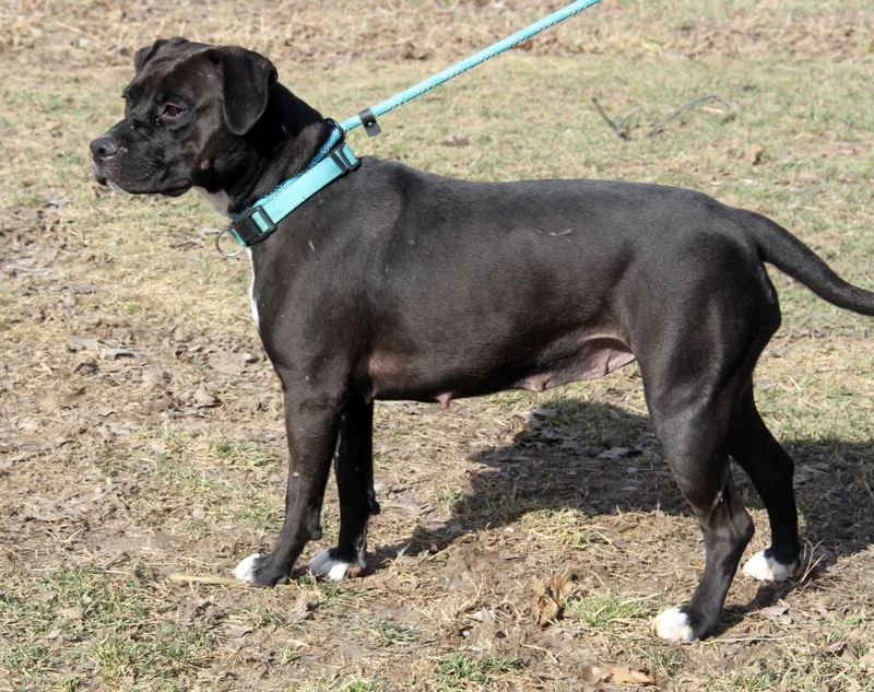 Mavis Aka Cocoa thumbnail 4