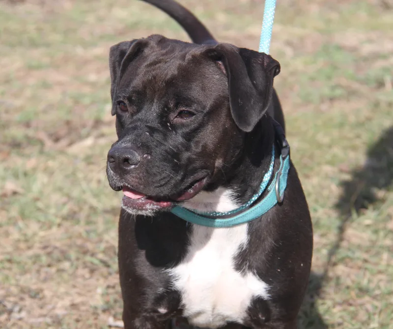 Mavis Aka Cocoa thumbnail 5