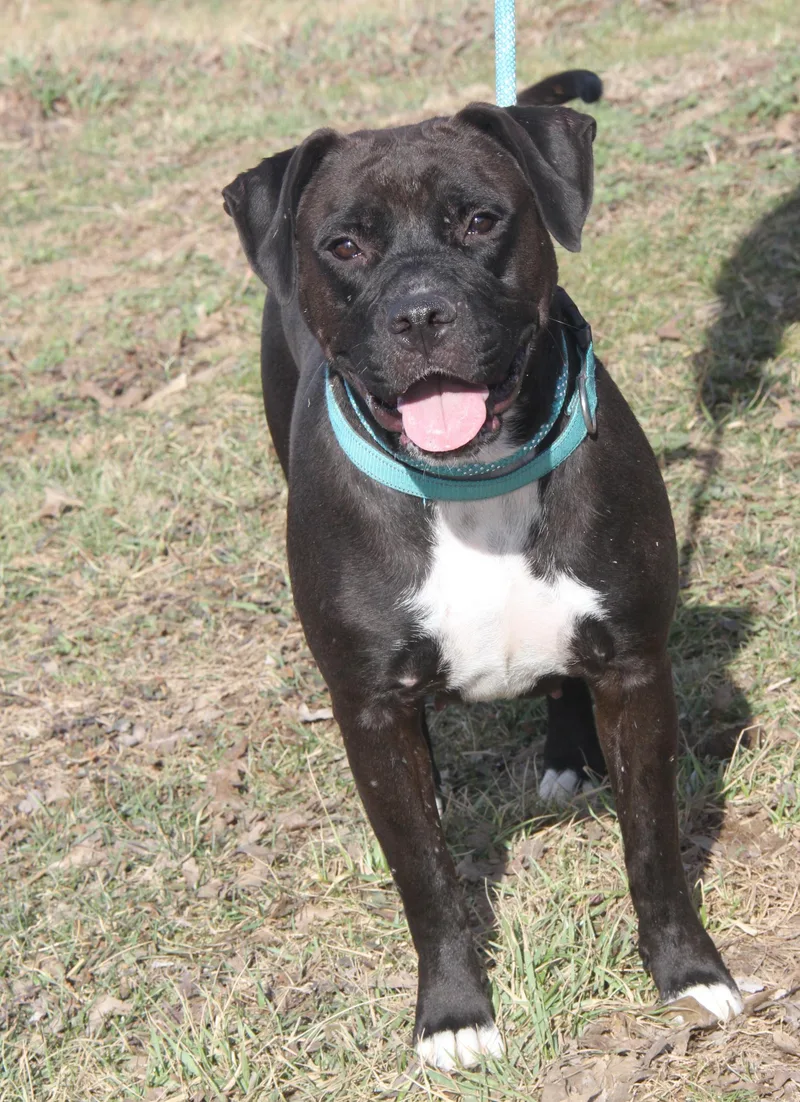 Mavis Aka Cocoa thumbnail 6