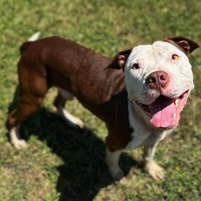 Pinecone Pete thumbnail 3