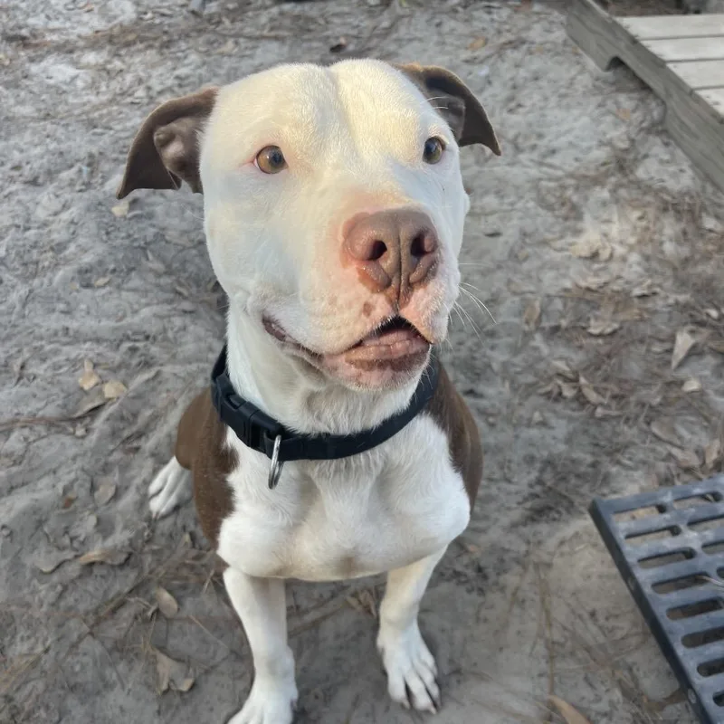 Pinecone Pete thumbnail 4