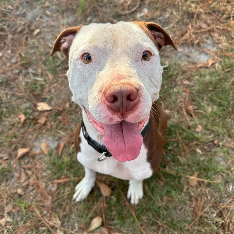 Pinecone Pete thumbnail 5