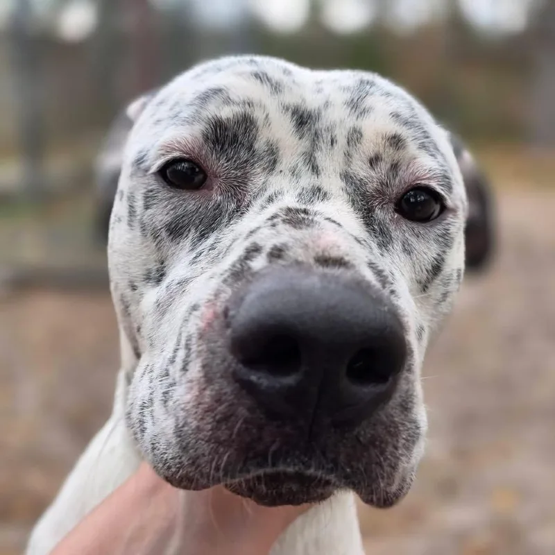 Identity  Theft thumbnail 2