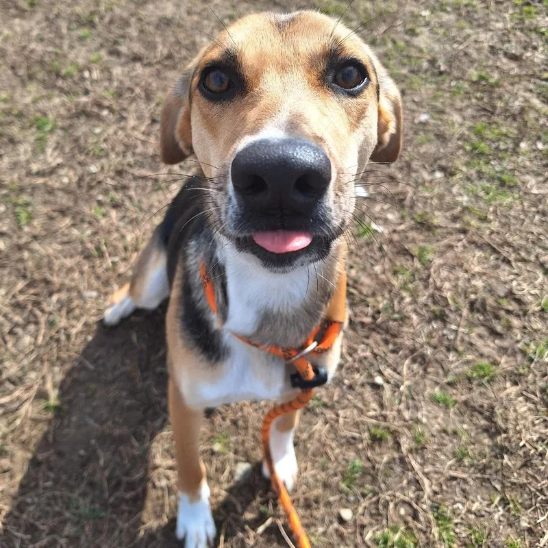 Cosmic Brownie thumbnail 2