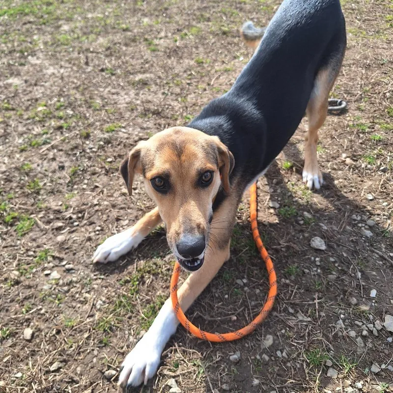 Cosmic Brownie thumbnail 3