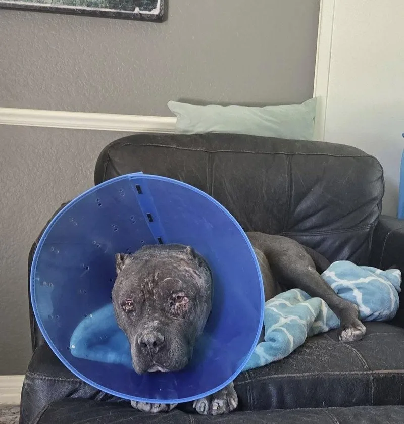 Drax Aka Thor thumbnail 2