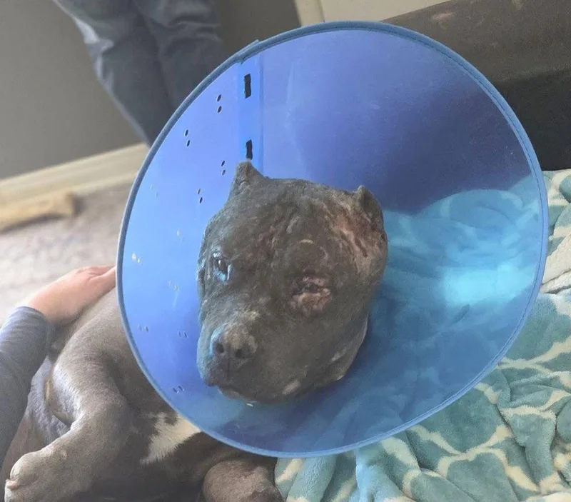 Drax Aka Thor thumbnail 3