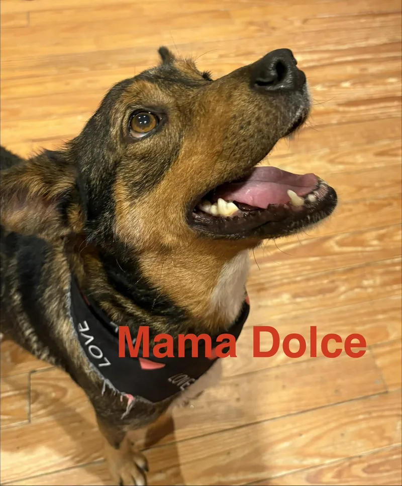 Dolce