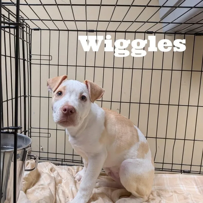 Wiggles