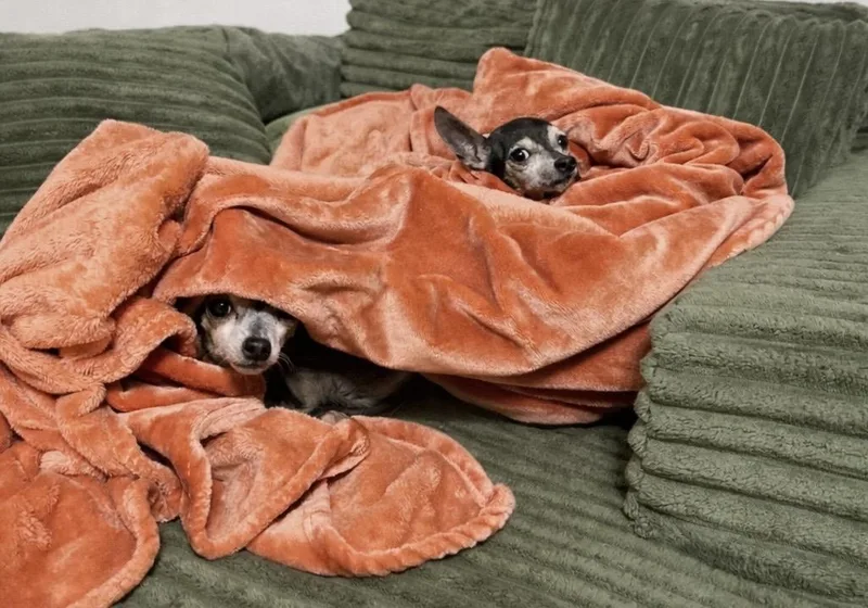 Maple And Milo thumbnail 2