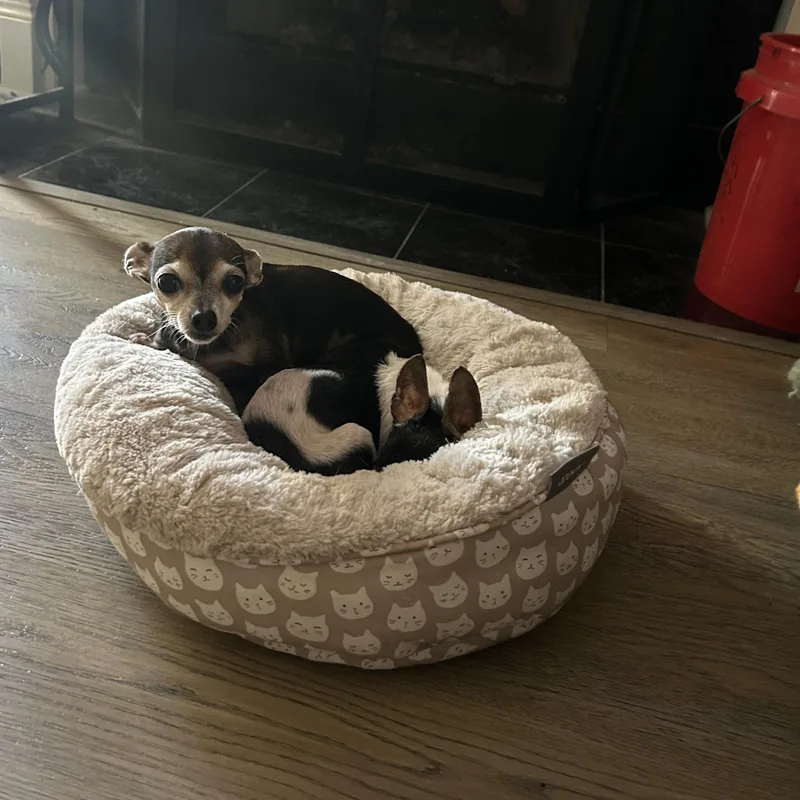 Maple And Milo thumbnail 3