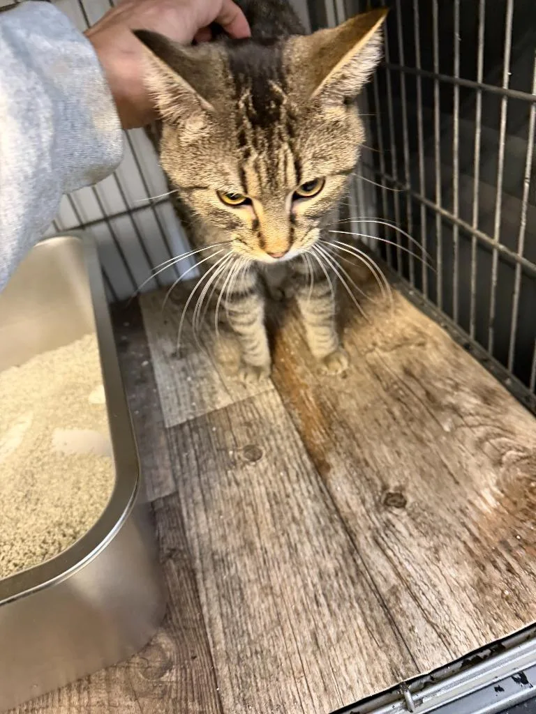 Tabberta thumbnail 2