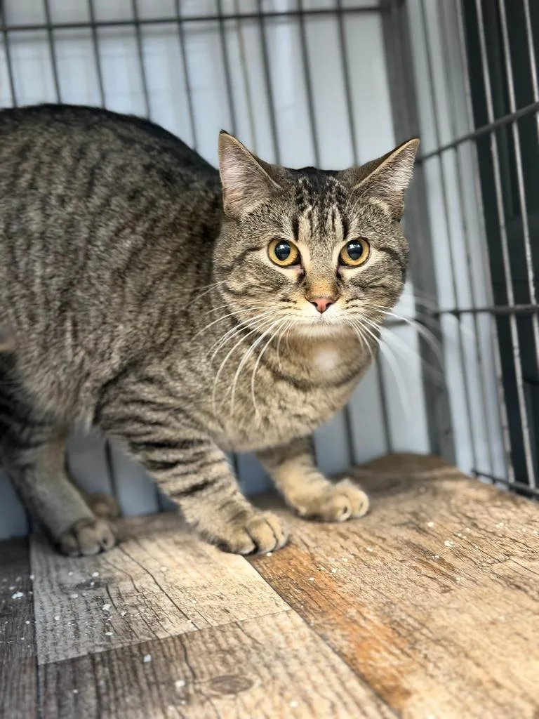 Tabberta thumbnail 3