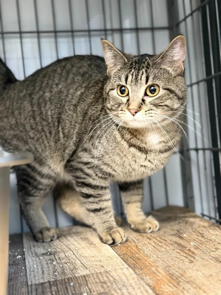 Tabberta thumbnail 4