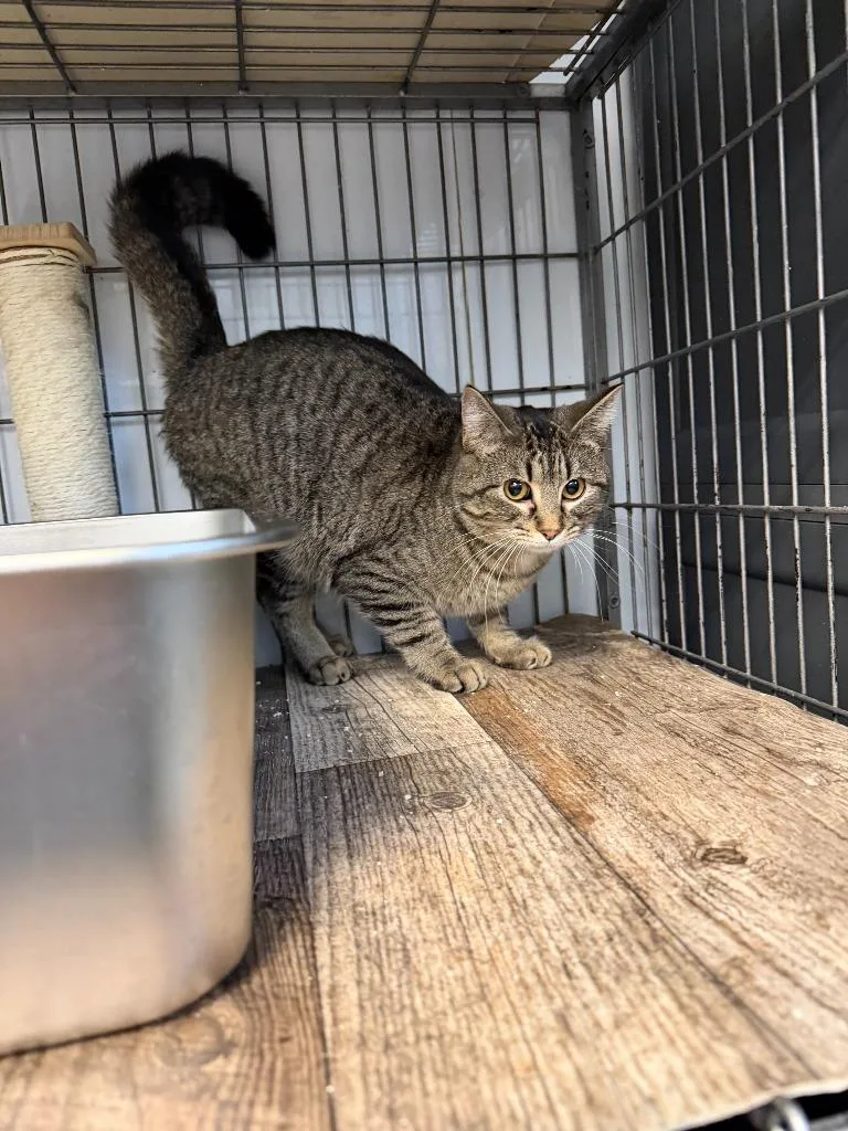 Tabberta thumbnail 5