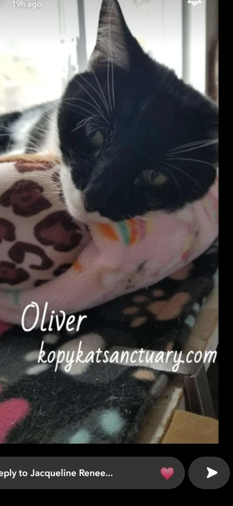 Oliver thumbnail 2