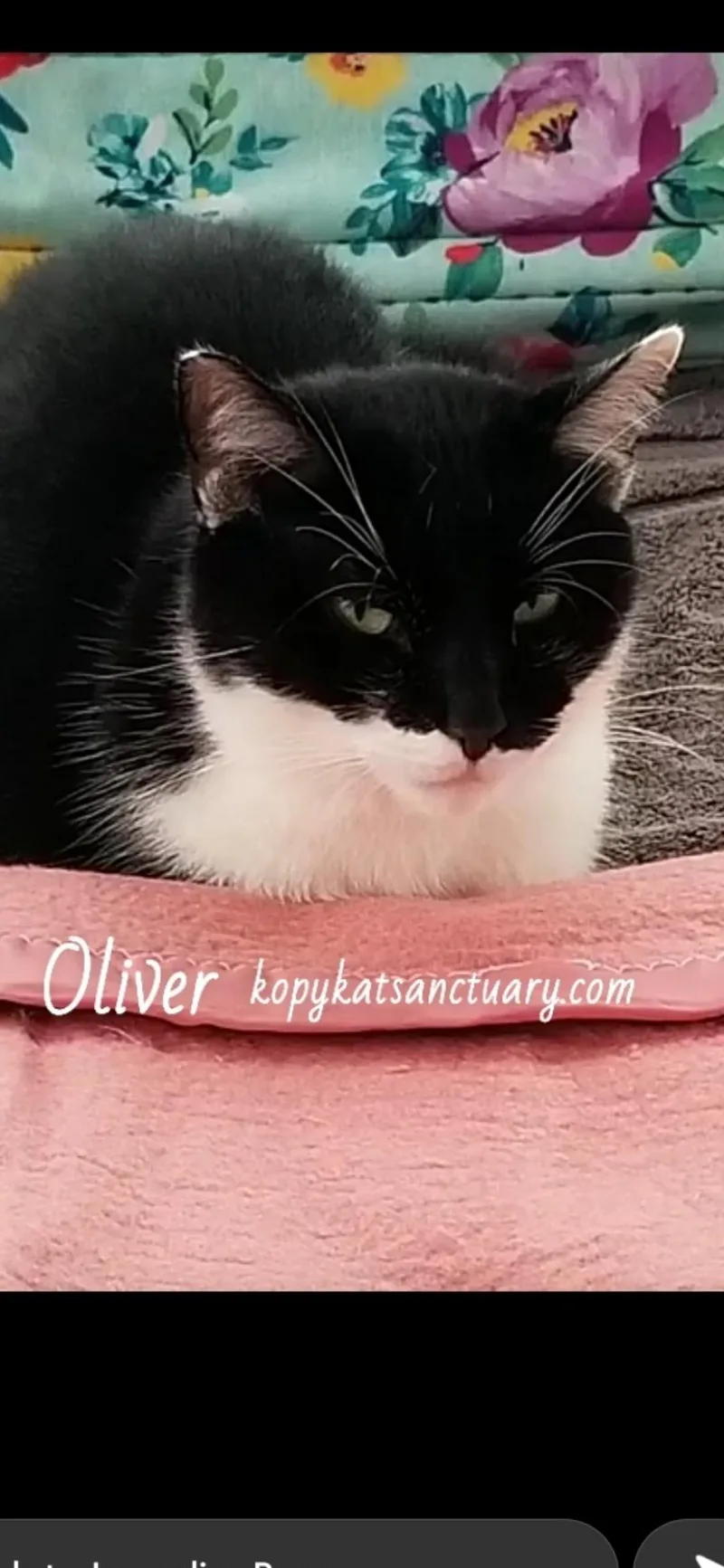 A young large-sized male Domestic Short Hair cat named Oliver for adoption in Delmont, PA