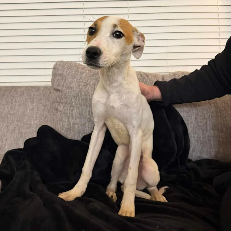 Sally Sue thumbnail 2