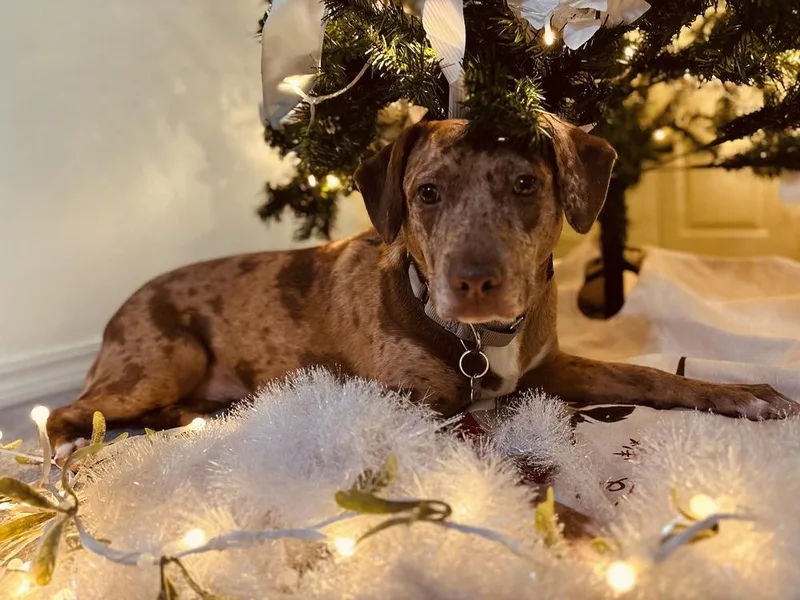 Daffodil thumbnail 3