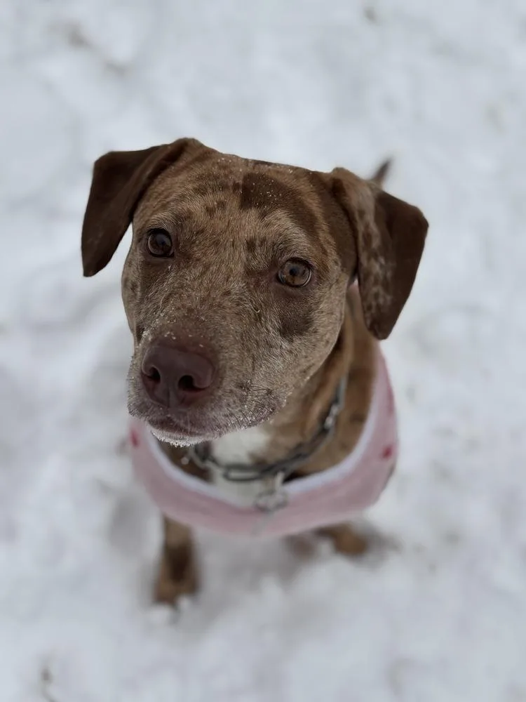 Daffodil thumbnail 4